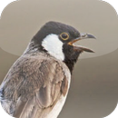 Suara Burung Kutilang APK