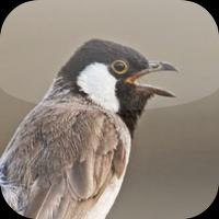 Suara Burung Kutilang imagem de tela 3