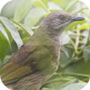 Suara Burung Kapas Tembak APK