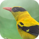 Suara Burung Kepodang APK