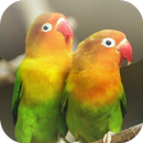 Suara Burung Lovebird aplikacja