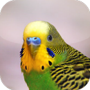 Suara Burung Parkit APK