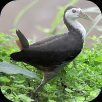Suara Burung Ruak Ruak imagem de tela 3