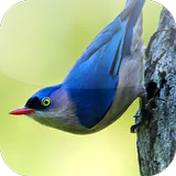 Suara Burung Rambatan ícone