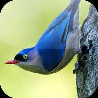 Suara Burung Rambatan imagem de tela 3