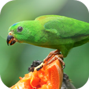 Suara Burung Serindit APK