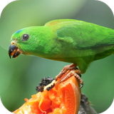 Suara Burung Serindit ícone