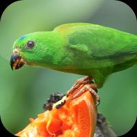Suara Burung Serindit imagem de tela 3