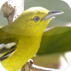 Suara Burung Sirtu/Cipoh simgesi