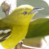 Suara Burung Sirtu/Cipoh simgesi