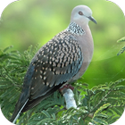 Suara Burung Tekukur icon