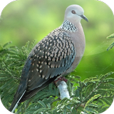 Suara Burung Tekukur ícone