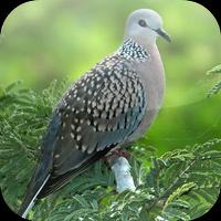 Suara Burung Tekukur screenshot 3