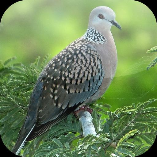 8000+ Gambar Burung Tekukur Gratis 8000+ Gambar Burung Tekukur Gratis