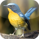 Suara Burung Tledekan APK