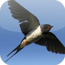 Suara Burung Walet APK