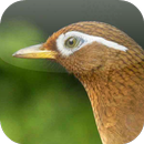 Suara Burung Wambi APK