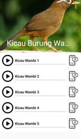 Suara Burung Wambi Cartaz