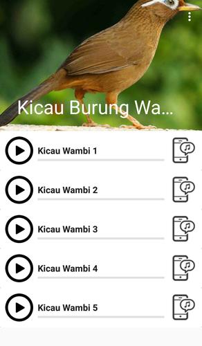 Suara Burung Wambi For Android Apk Download