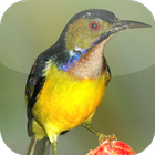 Suara Burung Wiceh icon