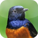 Suara Burung Murai Batu APK