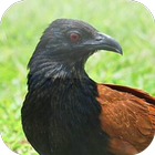 Suara Burung Bubut ícone