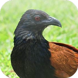 Suara Burung Bubut ícone