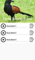 Suara Burung Bubut Cartaz