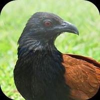 Suara Burung Bubut imagem de tela 3