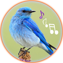 Top Bird Sounds Ringtones New Free APK
