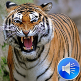 آیکون‌ Tiger Sounds