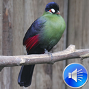 Turaco Bird Sounds Ringtones APK