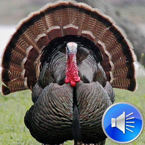 Turkey Sounds Ringtones