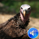 Vulture Bird Sounds Ringtones APK