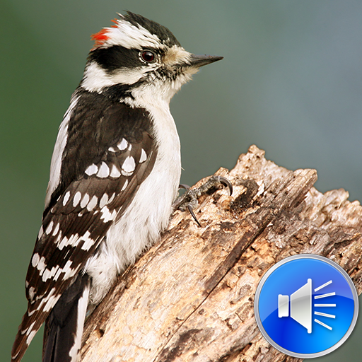 Woodpecker Bird Sounds