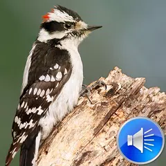 Woodpecker Bird Sounds APK 下載