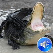 Alligator Sounds Ringtones