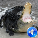 Alligator Sounds Ringtones APK