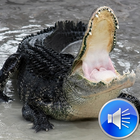 Alligator Sounds icône