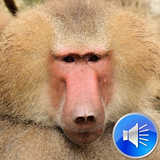 Baboon Sounds icon