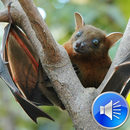 Bats Sounds Ringtones APK