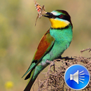 Bee-eater Bird Sounds Ringtone APK