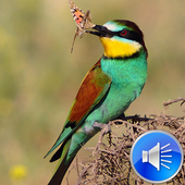 Bee-eater Bird Sounds icon
