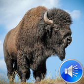 Bison Sounds icon