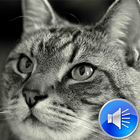 القط تأثيرات صوتية نغمات أيقونة