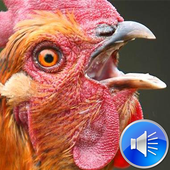 Chicken Sounds icon