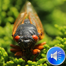 Cicadas Sounds Ringtones APK
