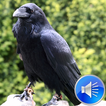 Crows Sounds Ringtones
