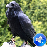 Crows Sounds icône
