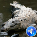 Crocodile Sounds Ringtones